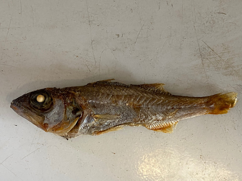 質問に添付された魚の写真