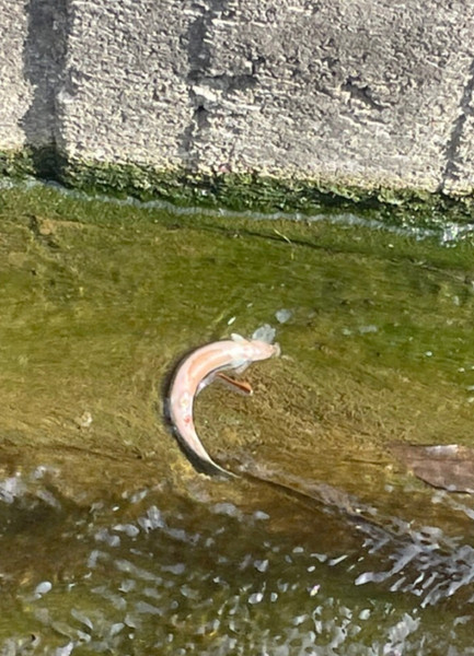質問に添付された魚の写真