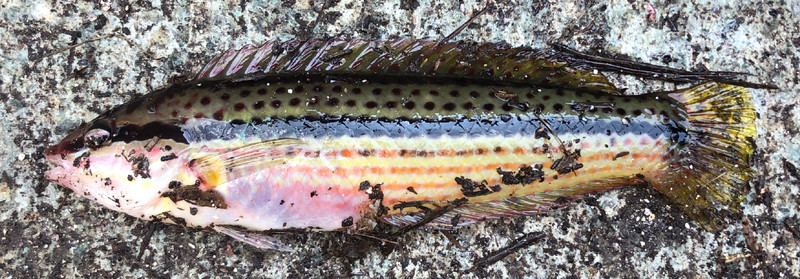質問に添付された魚の写真