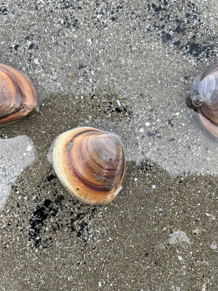 質問に添付された魚の写真
