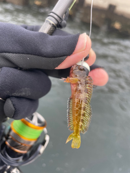 質問に添付された魚の写真