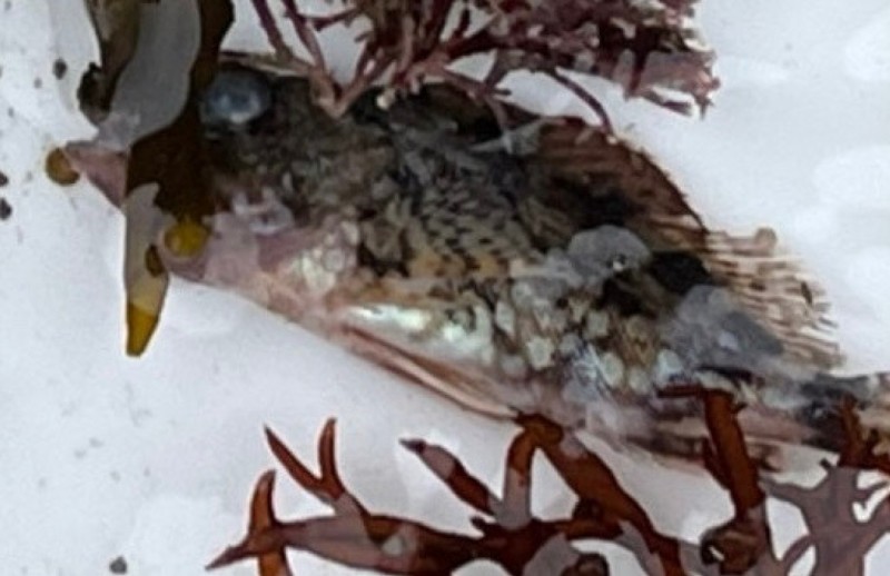 質問に添付された魚の写真