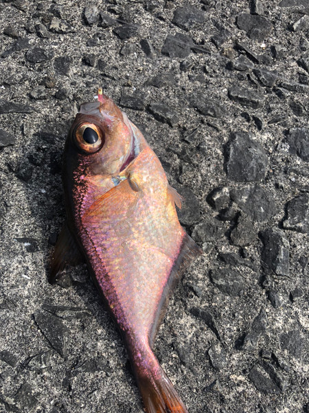 質問に添付された魚の写真