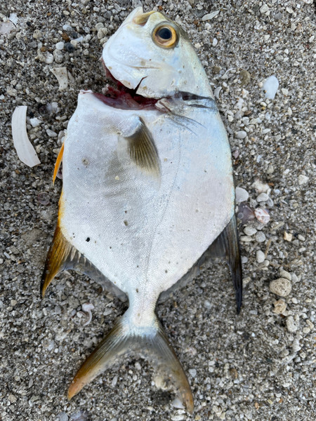 質問に添付された魚の写真