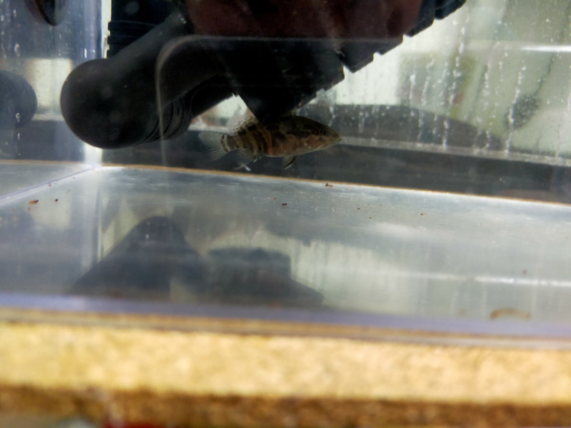 質問に添付された魚の写真