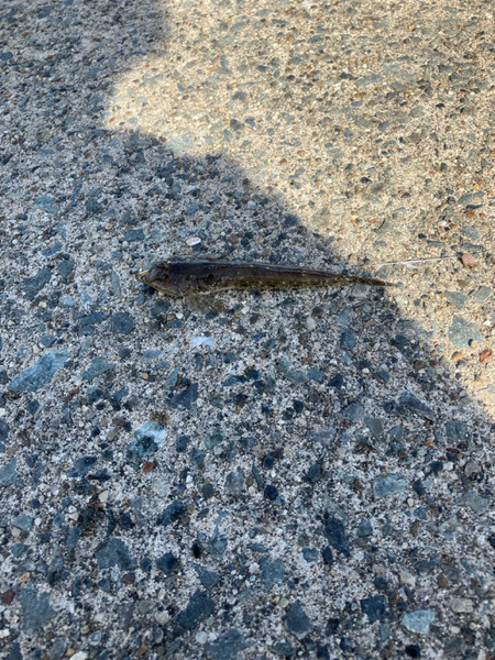 質問に添付された魚の写真