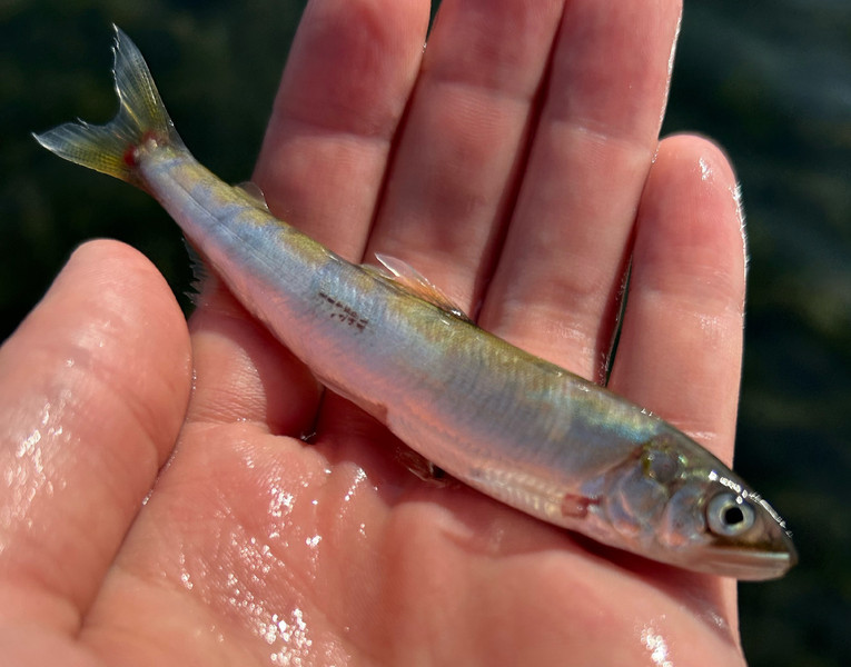 質問に添付された魚の写真