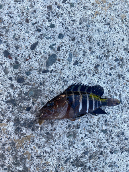 質問に添付された魚の写真