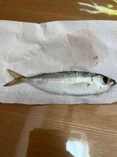 質問に添付された魚の写真