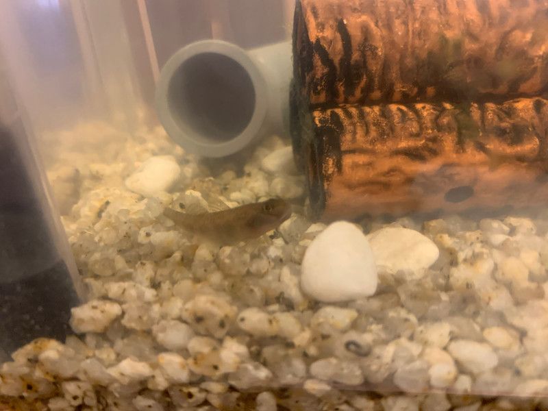 質問に添付された魚の写真
