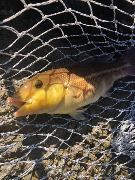 質問に添付された魚の写真