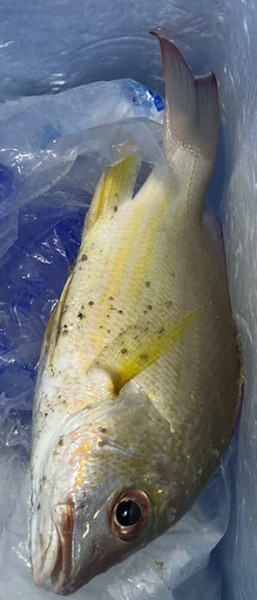 質問に添付された魚の写真