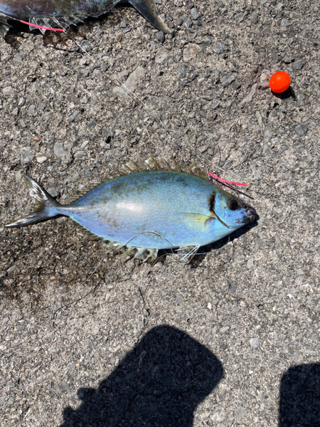 質問に添付された魚の写真