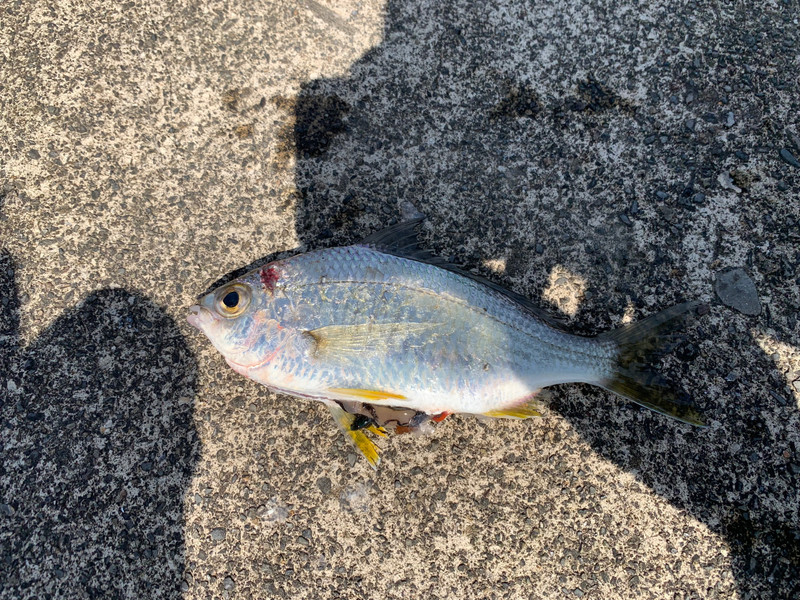 質問に添付された魚の写真