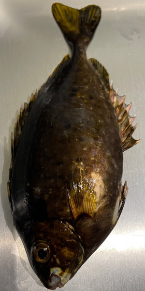 質問に添付された魚の写真