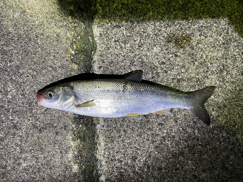 質問に添付された魚の写真