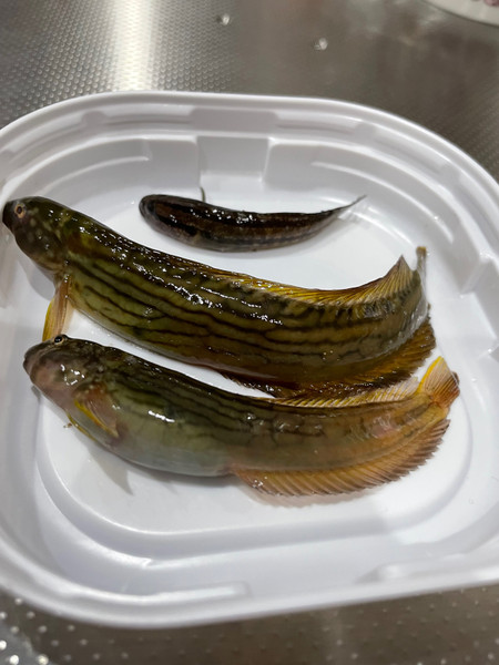 質問に添付された魚の写真