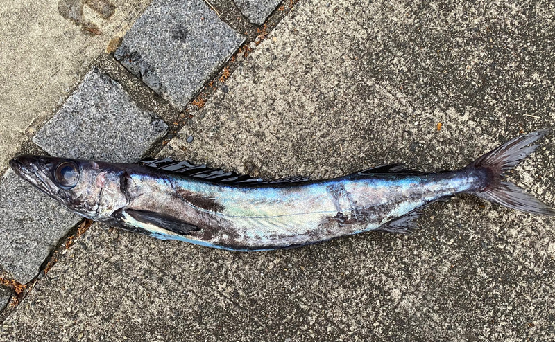 質問に添付された魚の写真