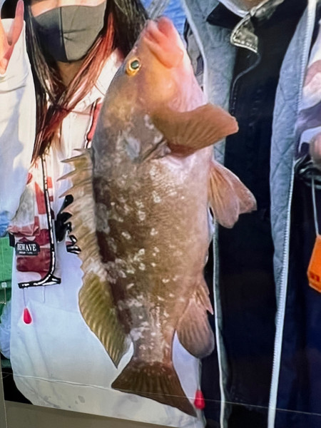 質問に添付された魚の写真