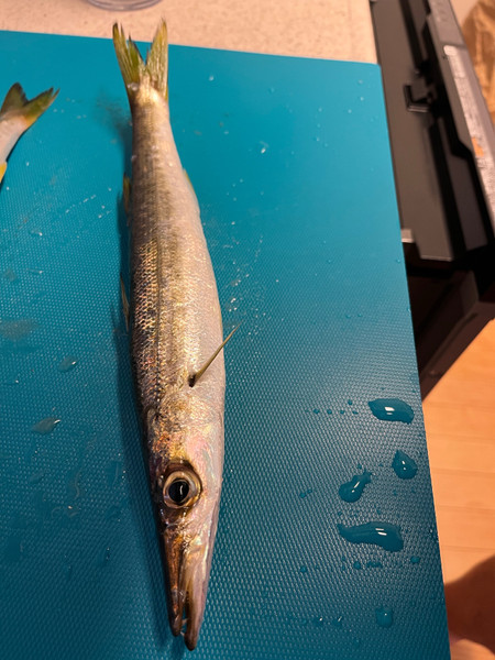 質問に添付された魚の写真