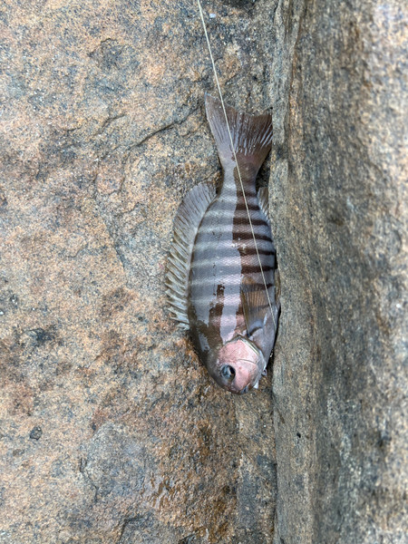 質問に添付された魚の写真