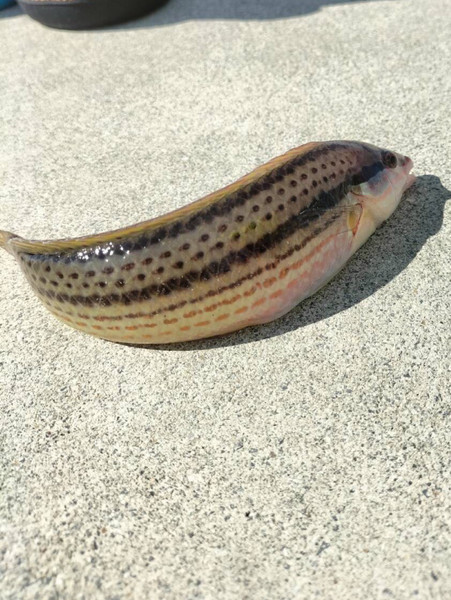 質問に添付された魚の写真