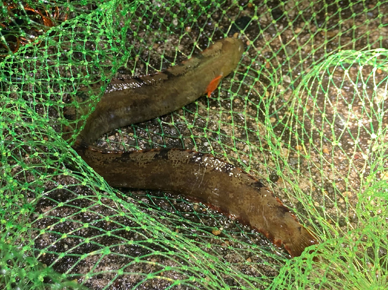 質問に添付された魚の写真
