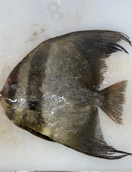 質問に添付された魚の写真