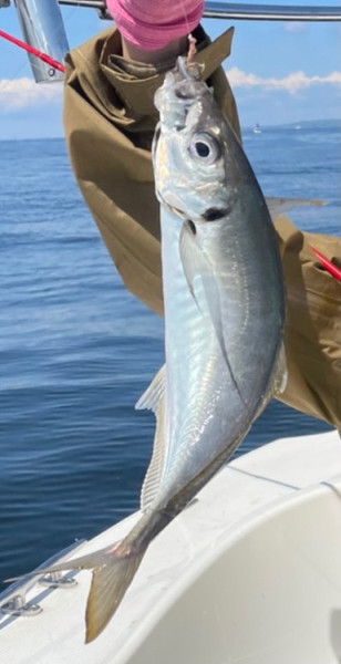 質問に添付された魚の写真