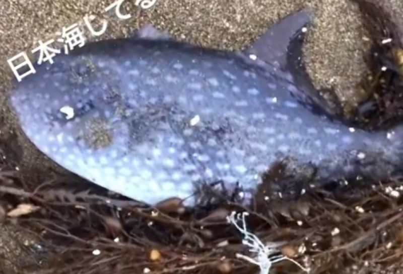 質問に添付された魚の写真