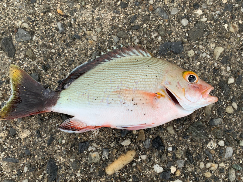質問に添付された魚の写真