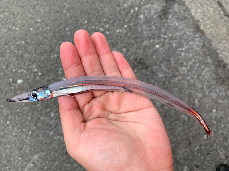 質問に添付された魚の写真