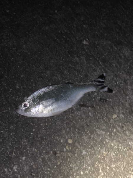 質問に添付された魚の写真