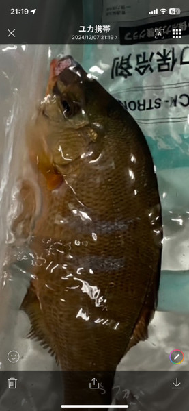 質問に添付された魚の写真