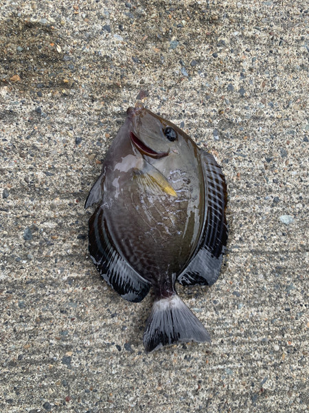 質問に添付された魚の写真