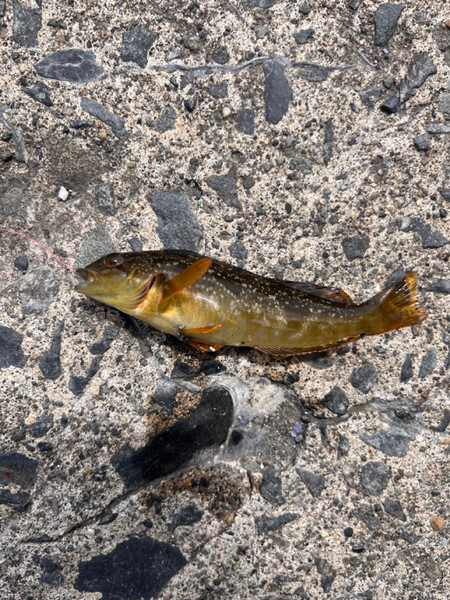 質問に添付された魚の写真