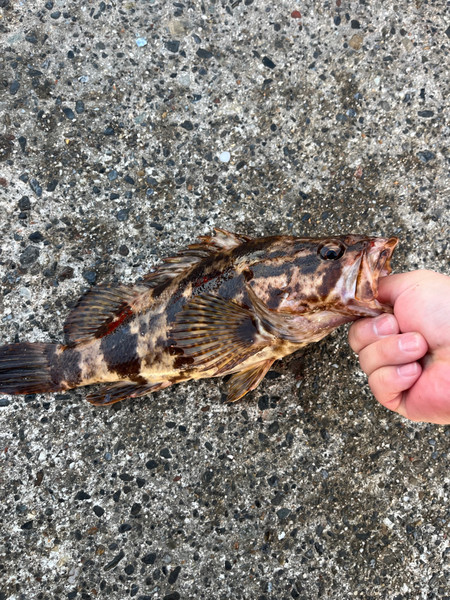 質問に添付された魚の写真