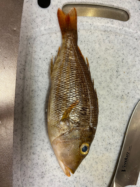 質問に添付された魚の写真
