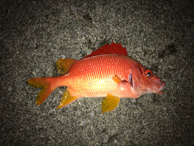 質問に添付された魚の写真