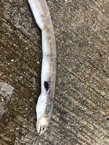 質問に添付された魚の写真
