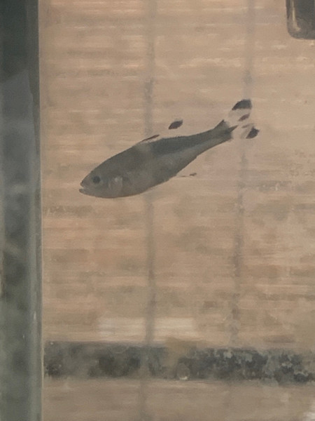 質問に添付された魚の写真