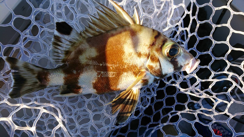 質問に添付された魚の写真