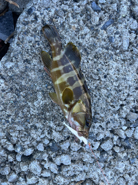 質問に添付された魚の写真