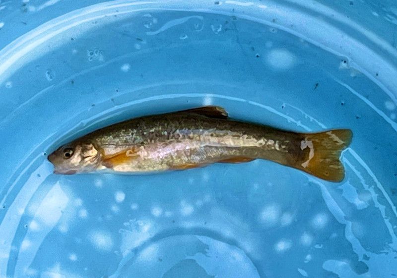 質問に添付された魚の写真