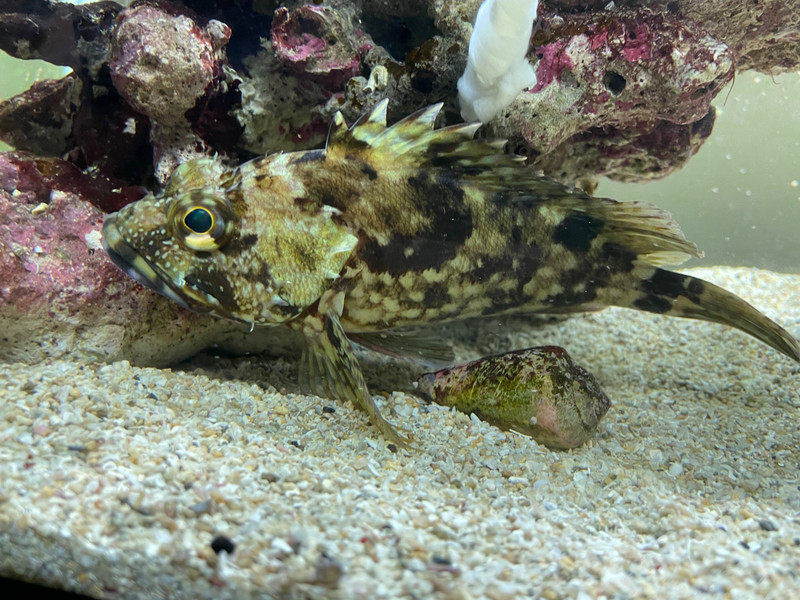 質問に添付された魚の写真