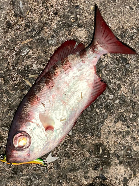 質問に添付された魚の写真