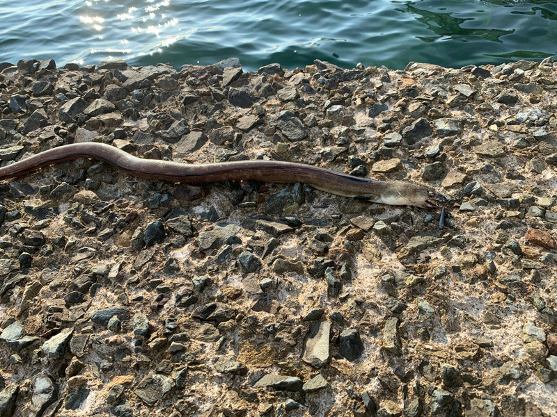 質問に添付された魚の写真