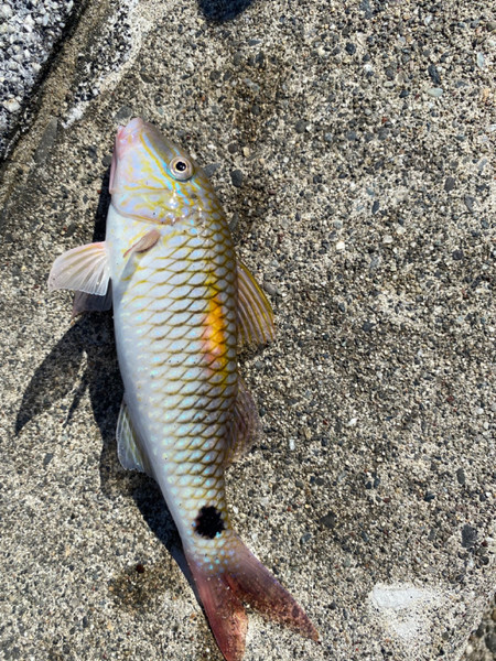 質問に添付された魚の写真