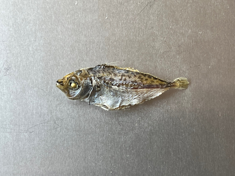 質問に添付された魚の写真