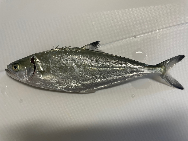 質問に添付された魚の写真
